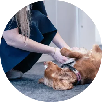 cuddling prim the dog